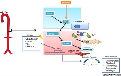 Advances in pathogenesis and treatment of essential hypertension